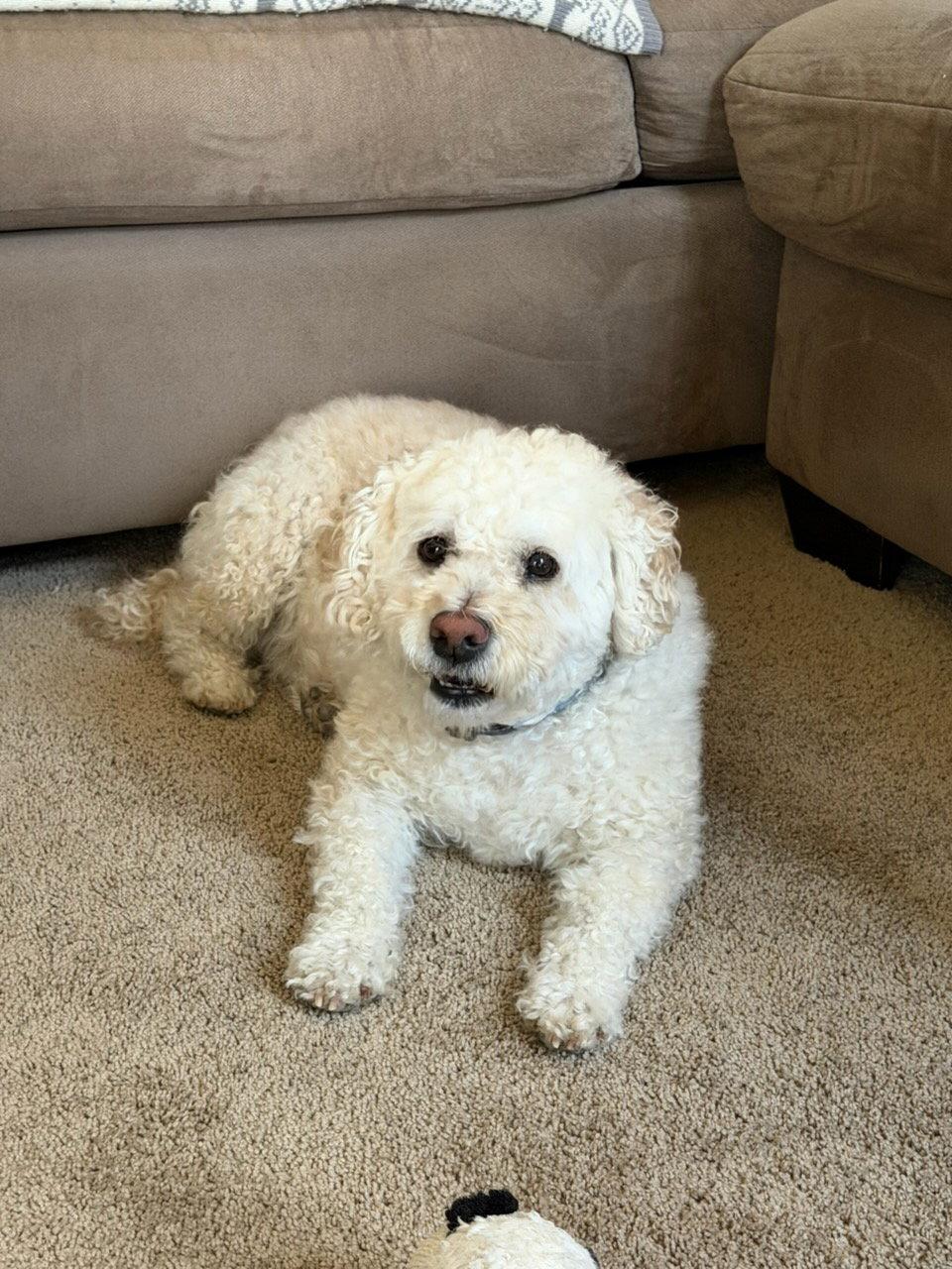 Oso, a Adopted Poodle in Fort Collins, CO image 1/2