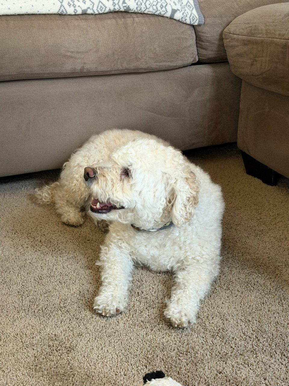 Oso, a Adopted Poodle in Fort Collins, CO image 2/2
