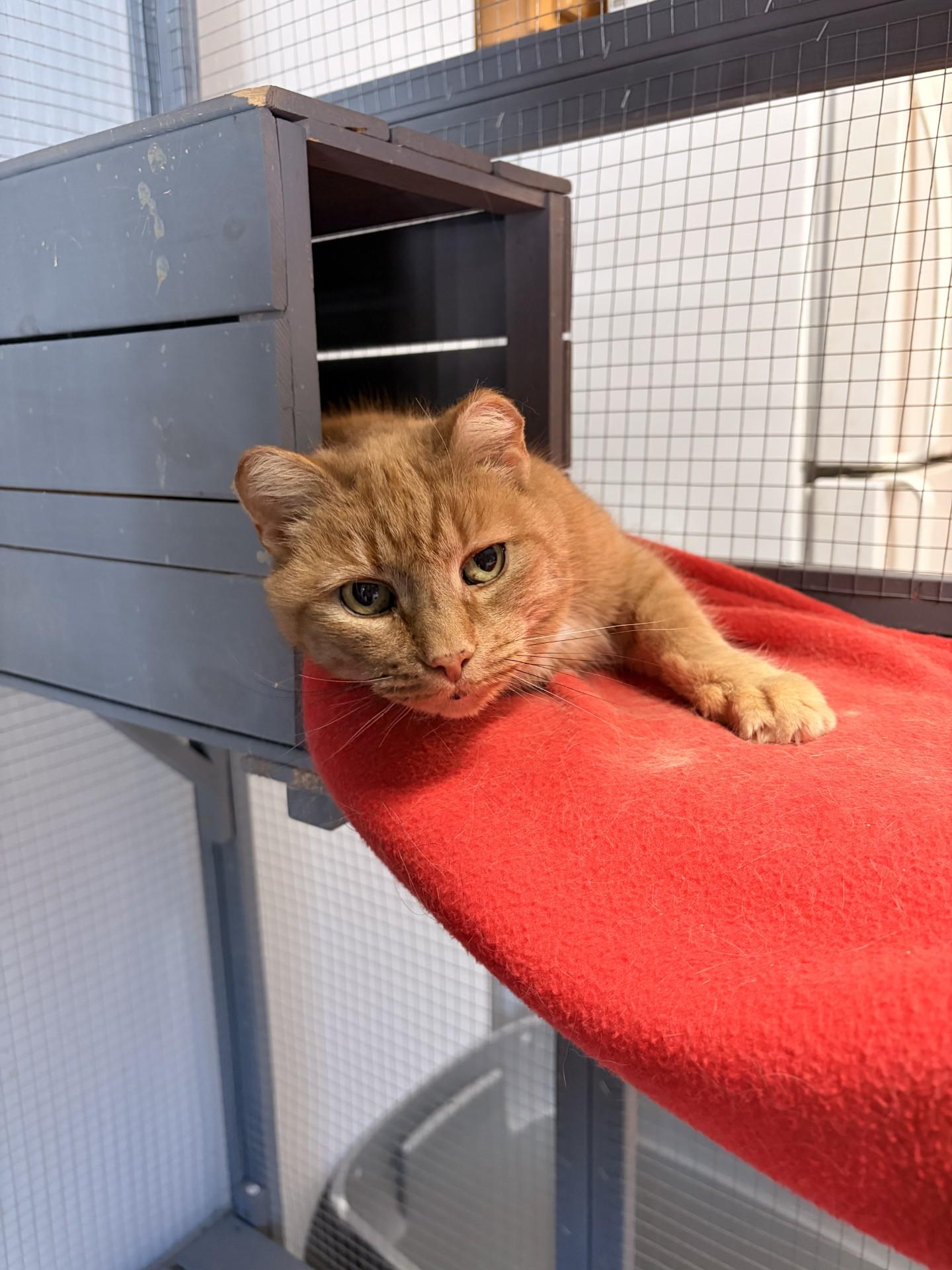 Enlarge Mya, a Adoptable Domestic Short Hair in Orleans, VT image 2/2