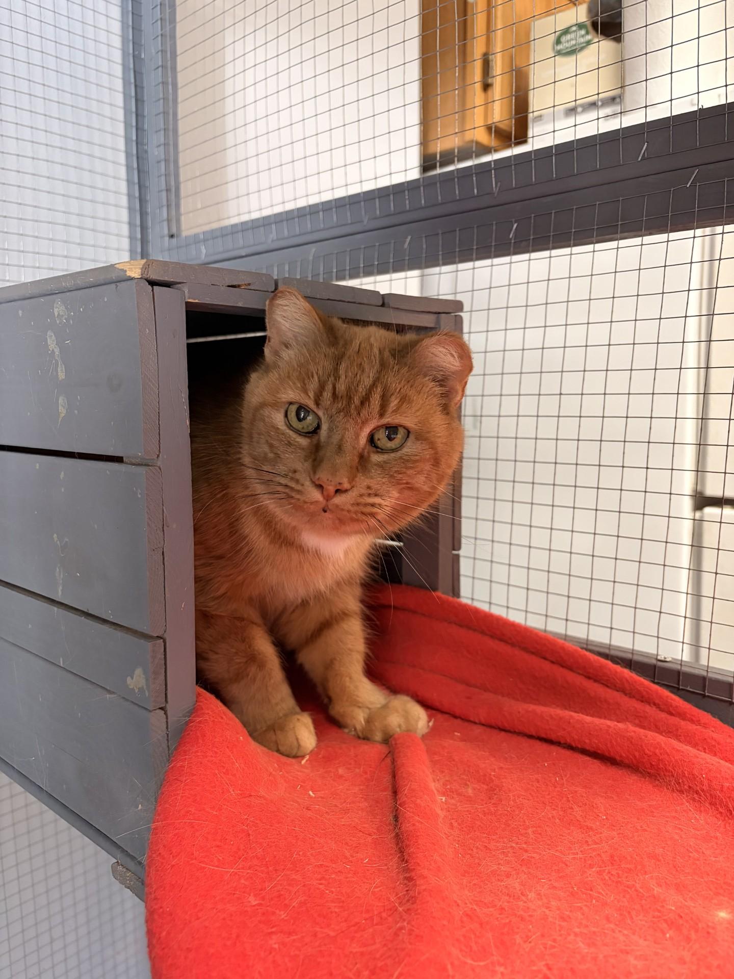 Mya, Adoptable, Senior Female Domestic Short Hair.