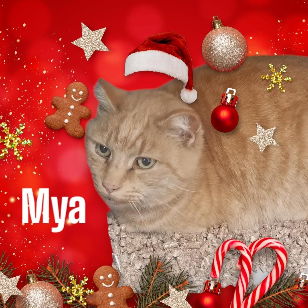 Mya, Adoptable, Senior Female Domestic Short Hair.