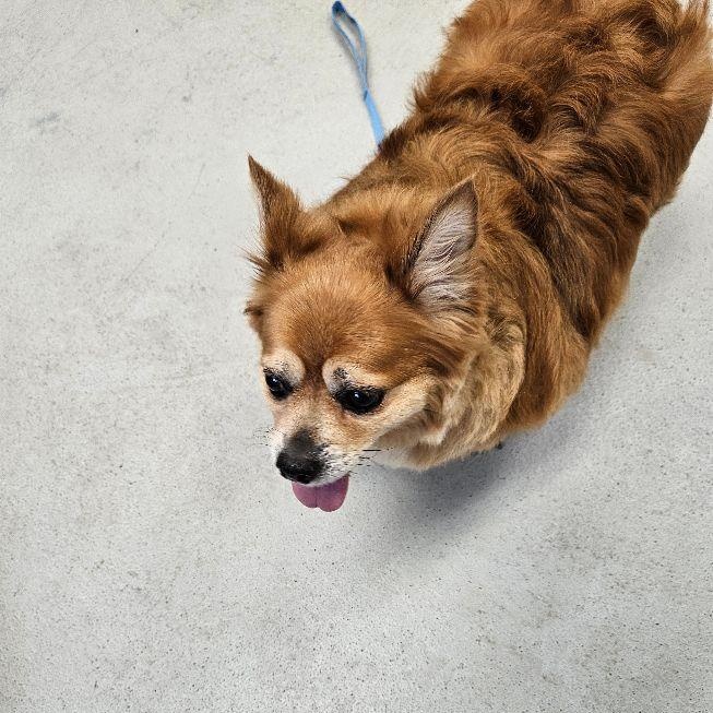 Eddie, an adopted mixed breed in Carneys Point, NJ image 3/5
