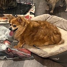 Eddie, adopted, Senior Male Pomeranian & Chihuahua.