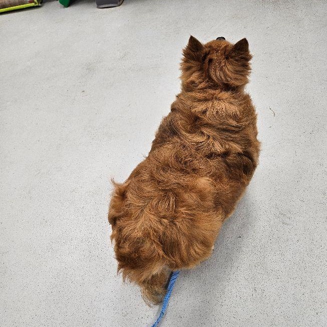 Eddie, an adopted mixed breed in Carneys Point, NJ image 4/5