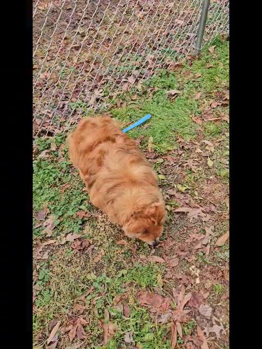 Enlarge Eddie, an adopted mixed breed in Carneys Point, NJ video 5/5