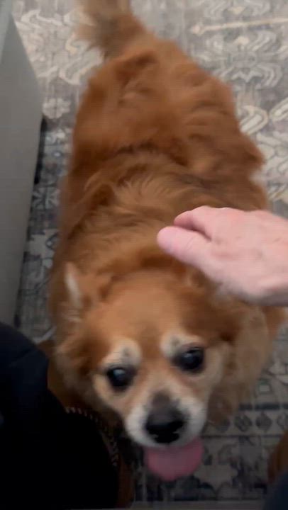 Enlarge Eddie, an adopted mixed breed in Carneys Point, NJ video 2/5