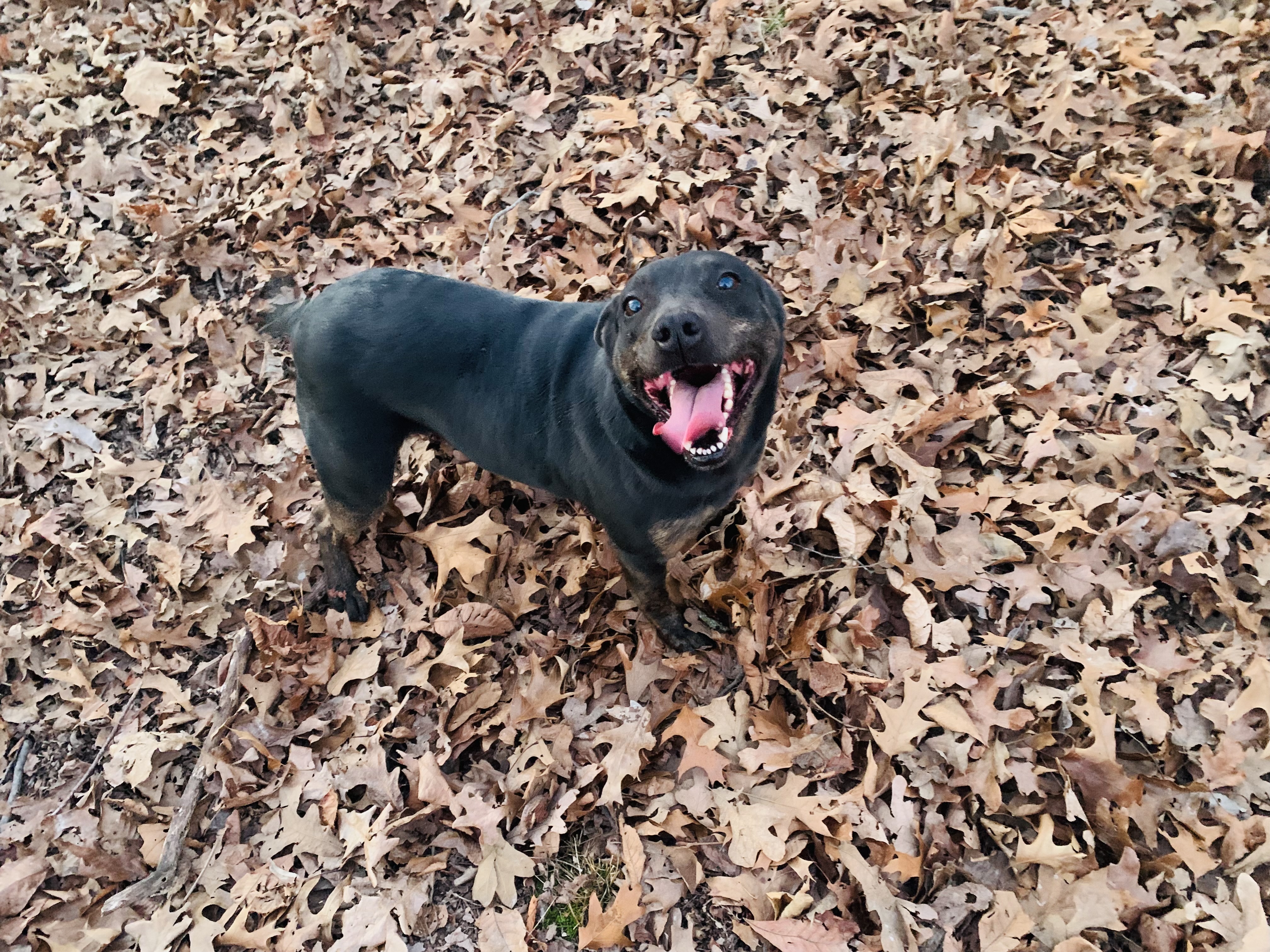 Skylar, Adoptable, Adult Female Mixed Breed.