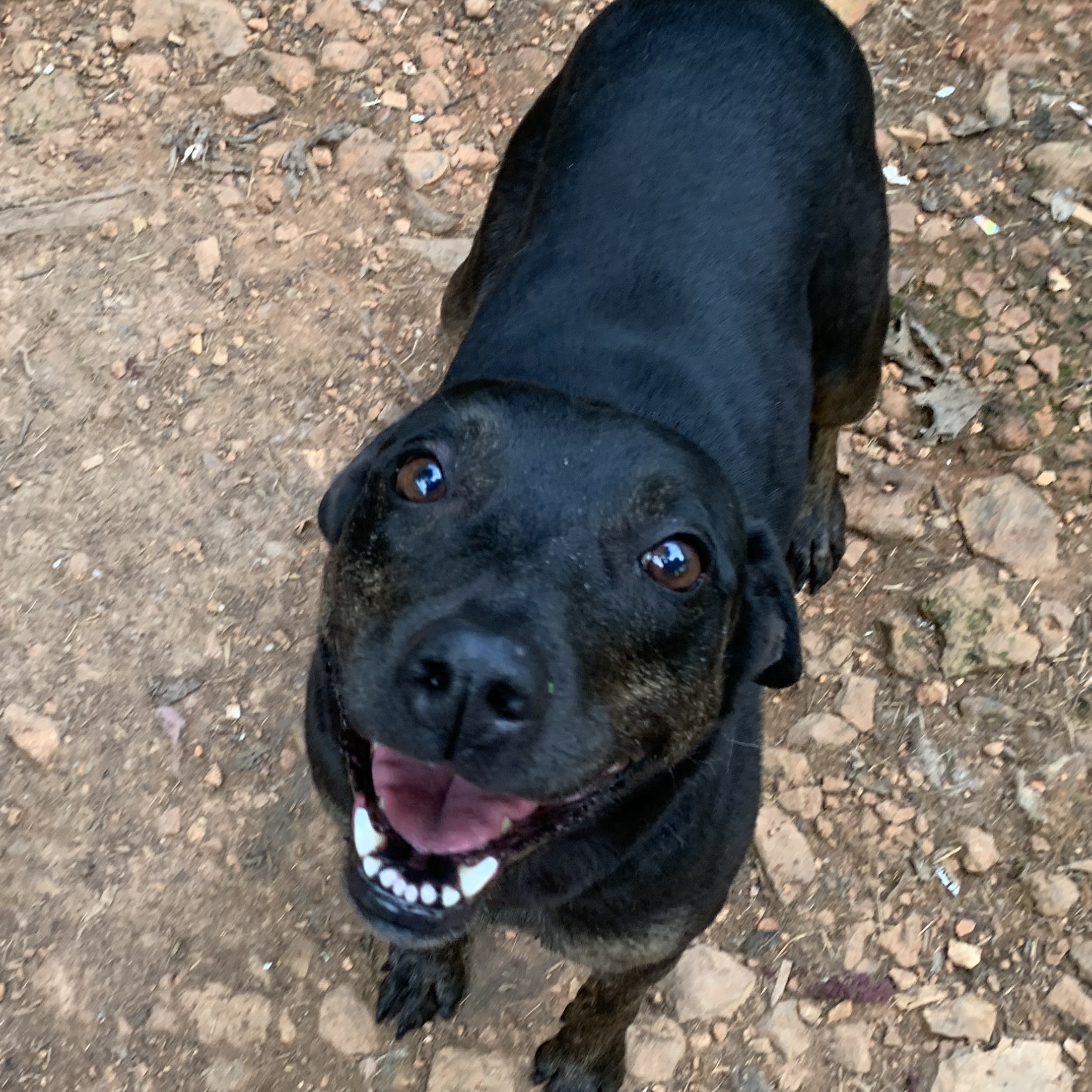 Skylar, a Adoptable mixed breed in Rogers, AR image 3/4