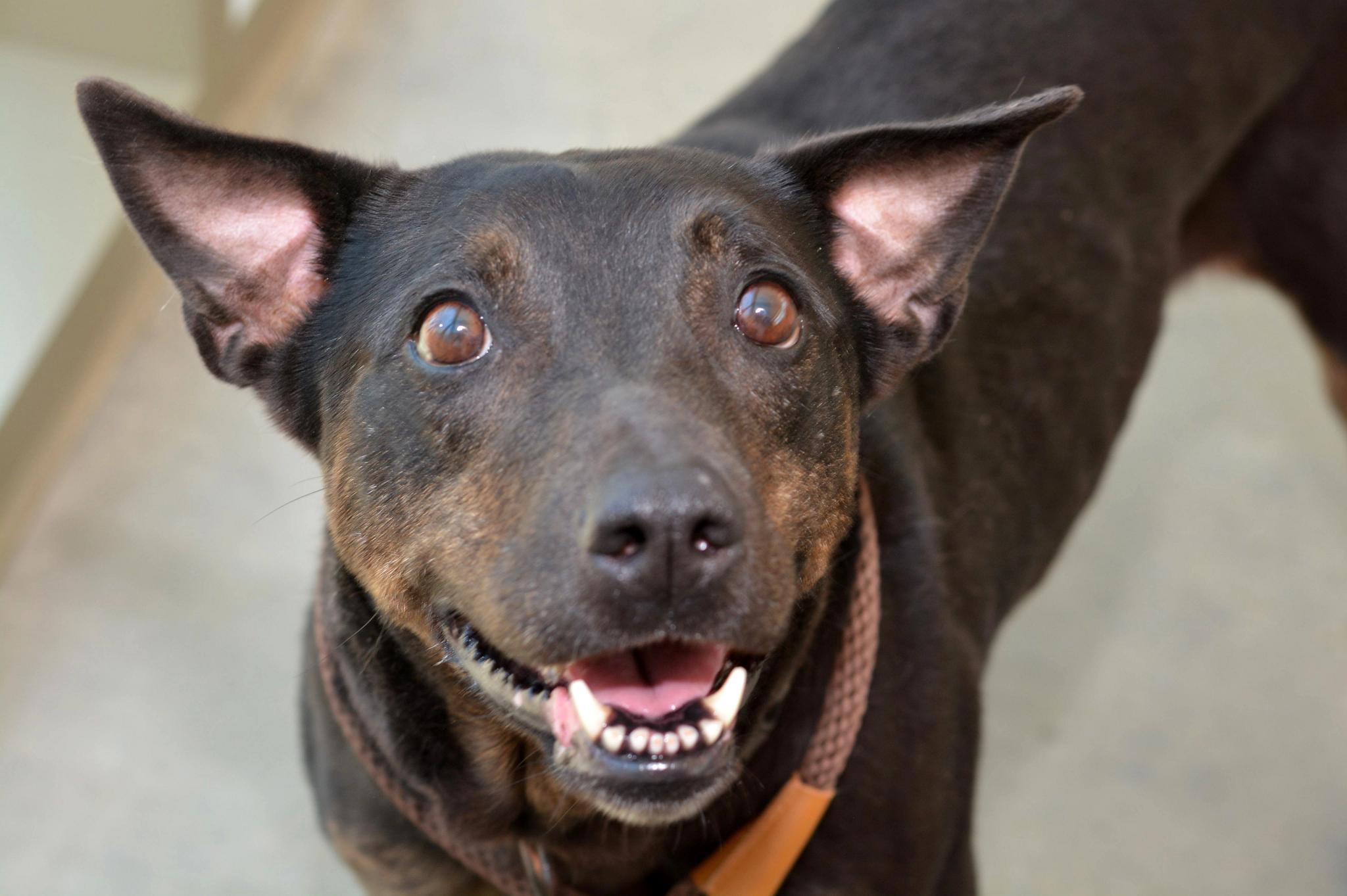 Skylar, a Adoptable mixed breed in Rogers, AR image 1/4