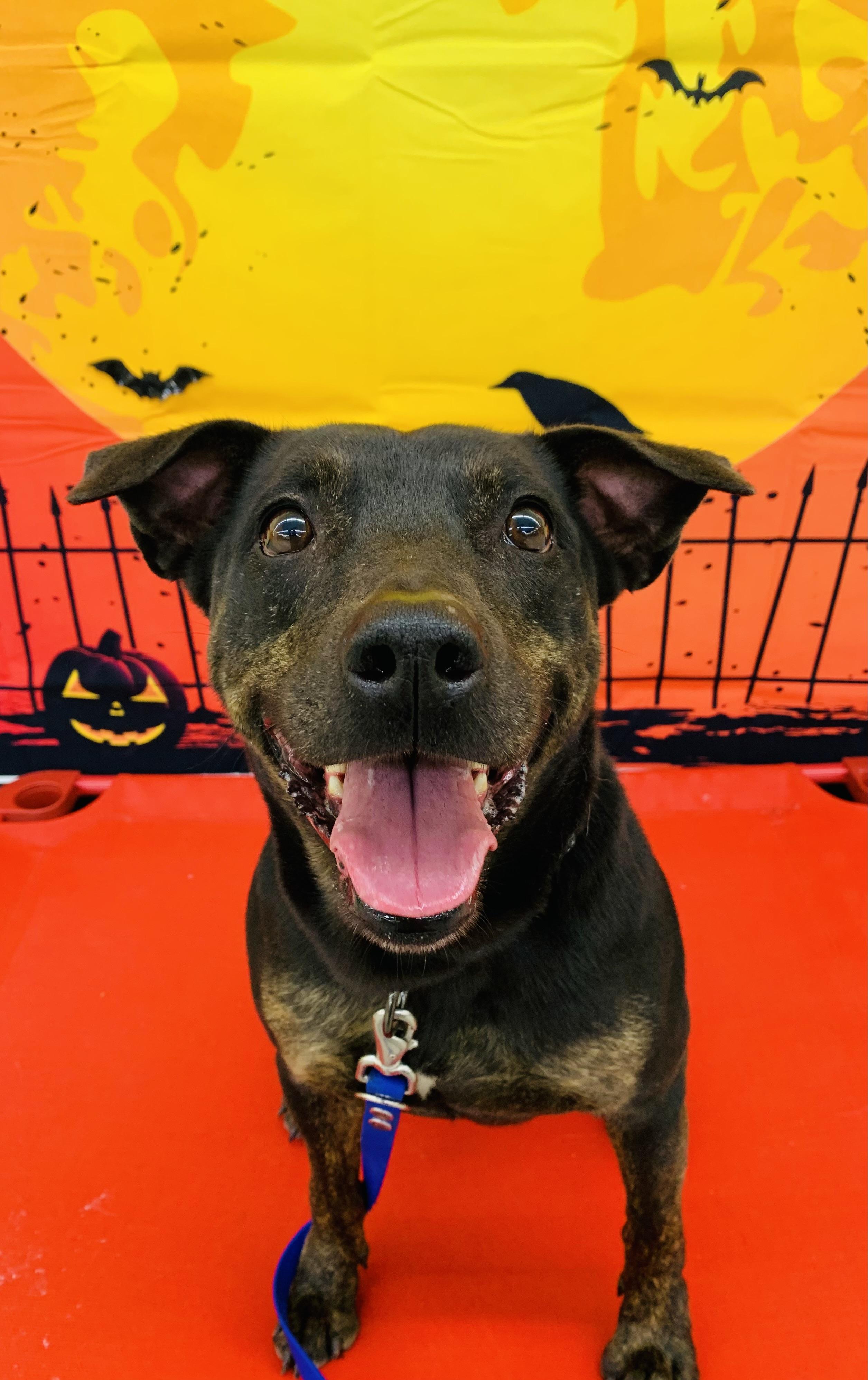 Skylar, a Adoptable mixed breed in Rogers, AR image 2/4