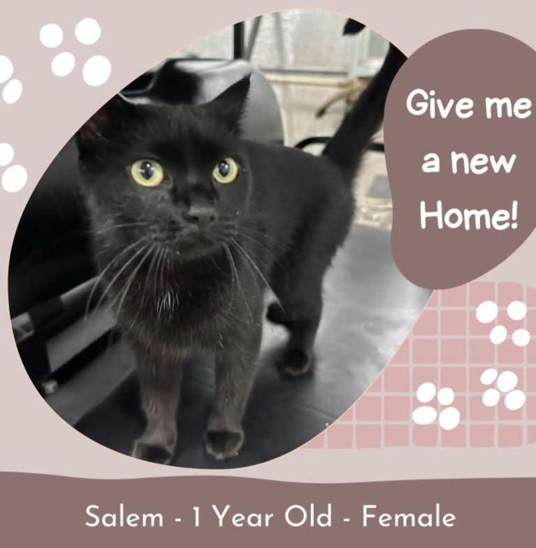 Enlarge Salem, a Adopted American Shorthair in Fort Payne, AL image 1/1