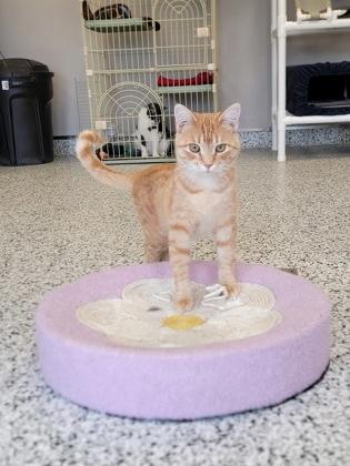 Enlarge Juice, a Adoptable mixed breed in Fergus Falls, MN image 1/3
