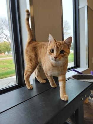 Enlarge Juice, a Adoptable mixed breed in Fergus Falls, MN image 2/3
