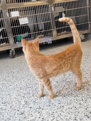 Enlarge Juice, a Adoptable mixed breed in Fergus Falls, MN image 3/3