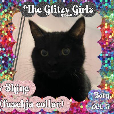 Enlarge SHINE, a ADOPTABLE Bombay in Salida, CA image 2/2