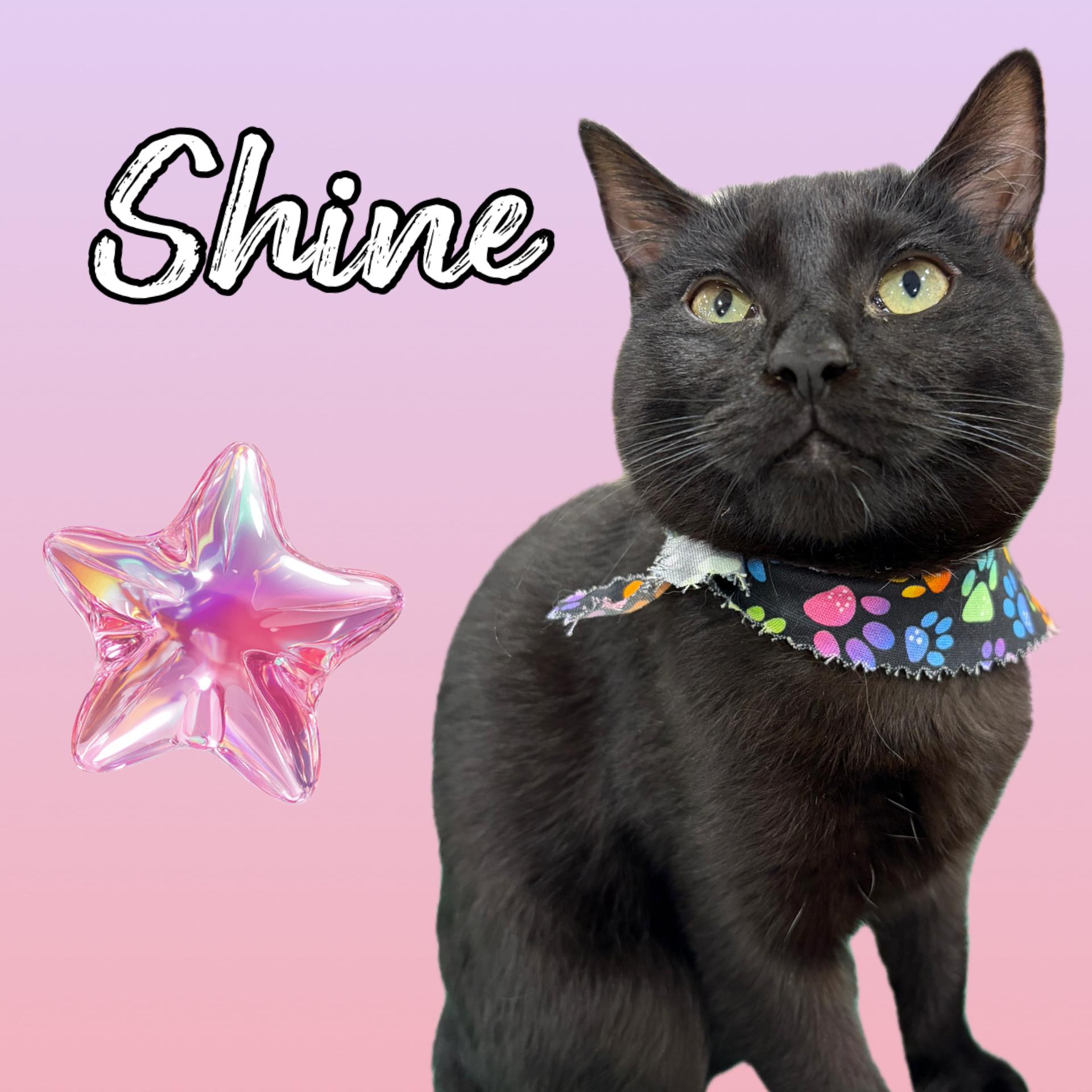 Enlarge SHINE, a ADOPTABLE Bombay in Salida, CA image 1/2