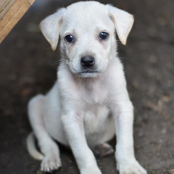 Sissy (S Puppies), Baby Female Mixed Breed