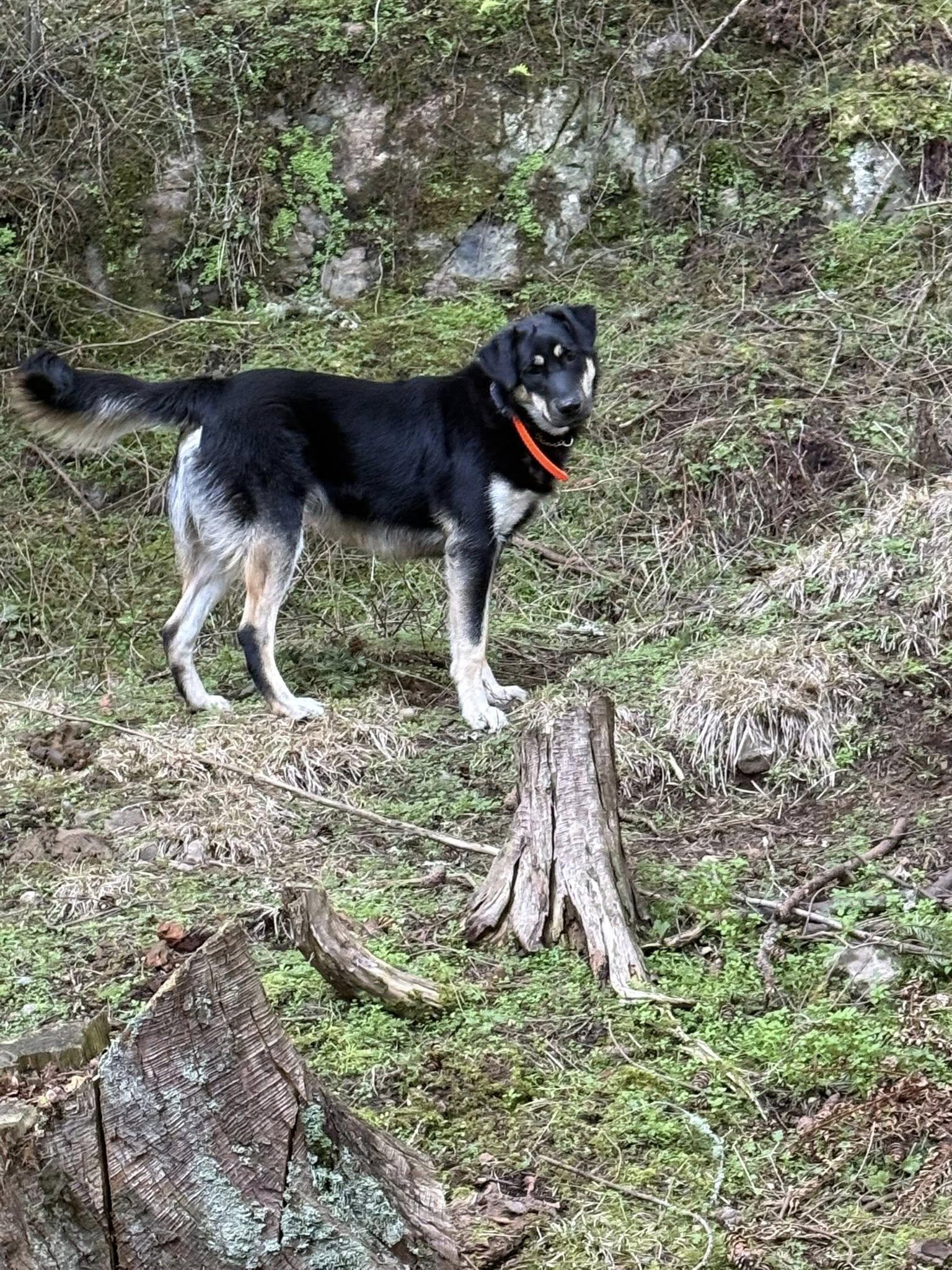Enlarge Titan, a ADOPTABLE mixed breed in CLINTON, WA image 1/2