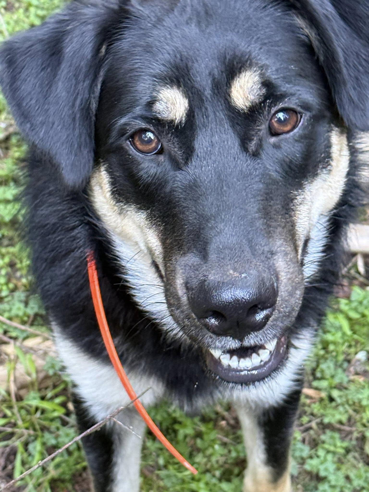 Enlarge Titan, a ADOPTABLE mixed breed in CLINTON, WA image 2/2
