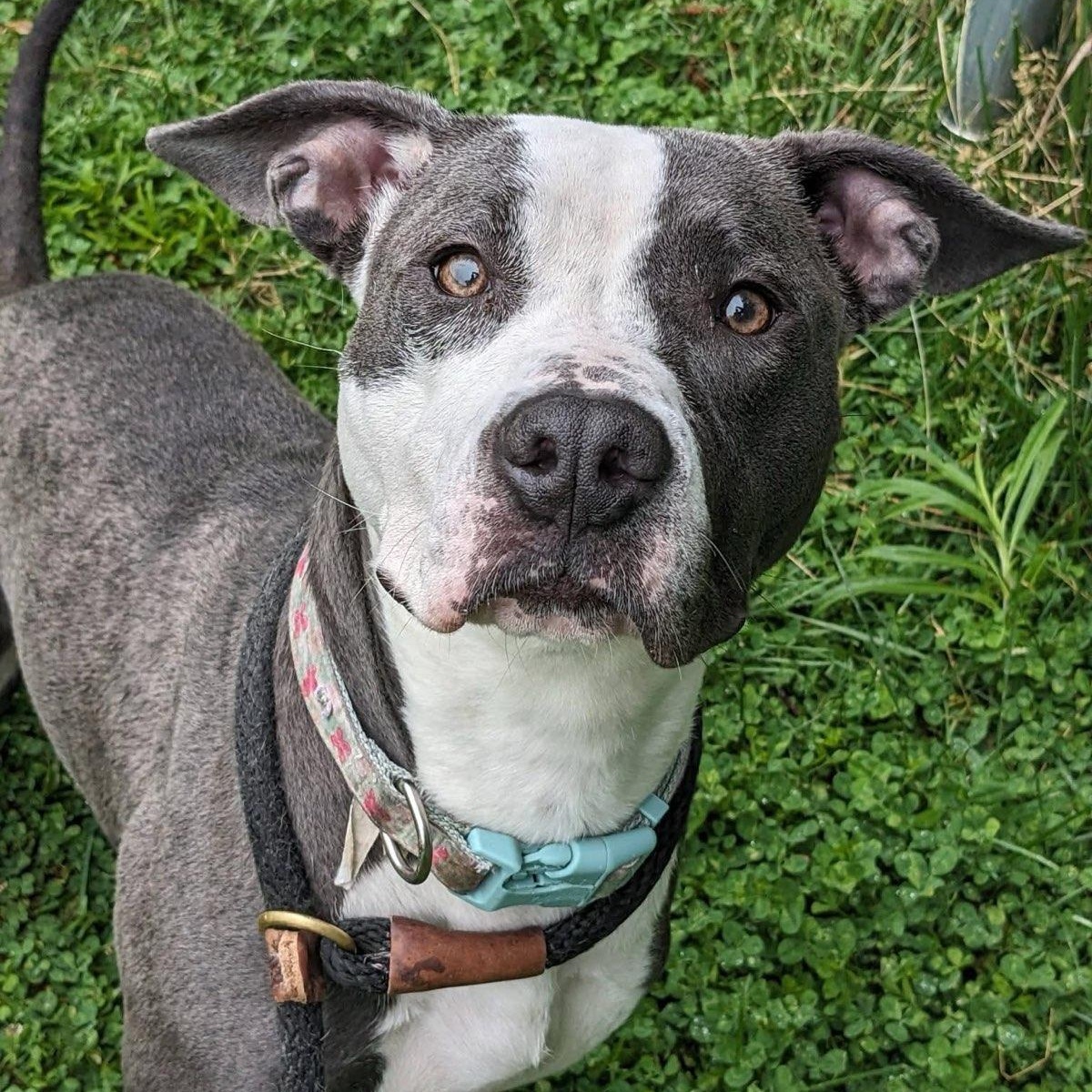 Enlarge Waffles (ID 51105/1261), an adoptable Pit Bull Terrier in Manassas, VA image 1/1