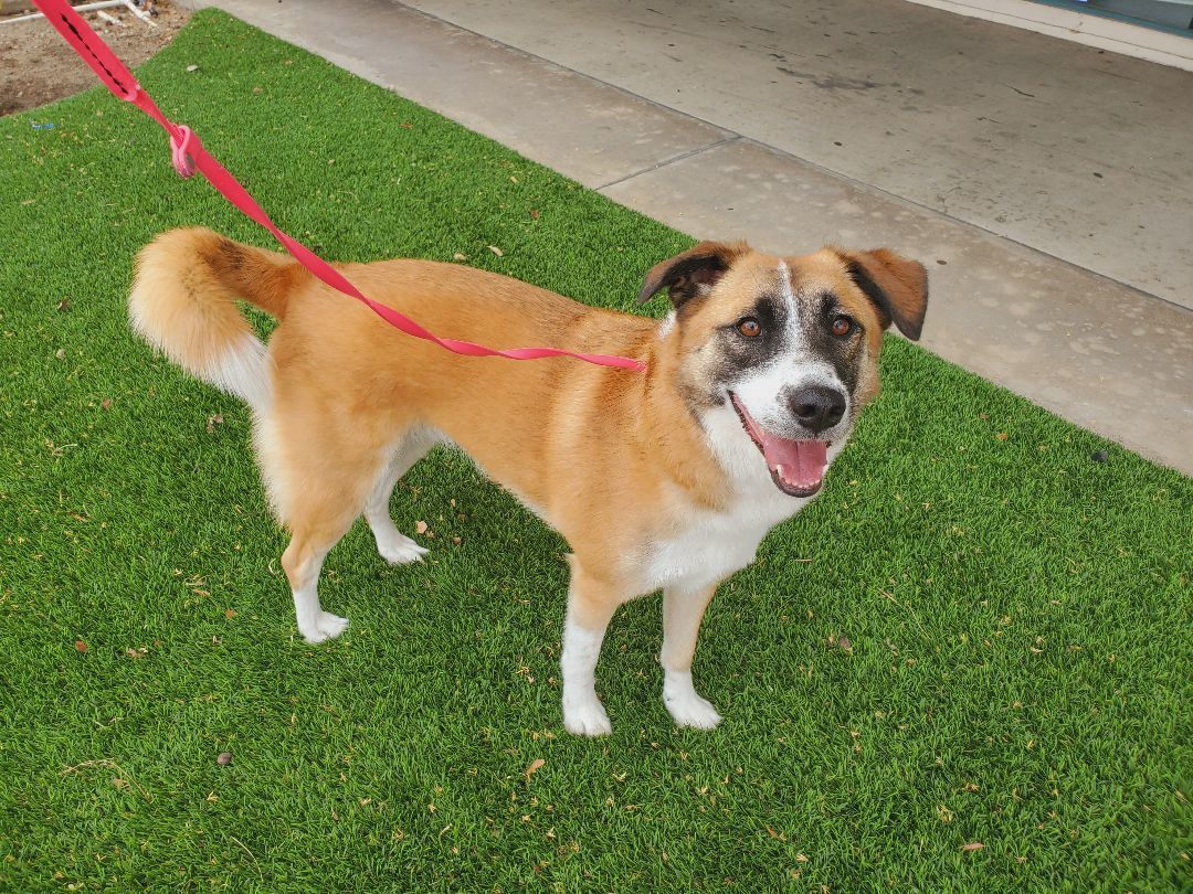 Enlarge Pan, a Adoptable mixed breed in Santa Ana, CA image 1/2