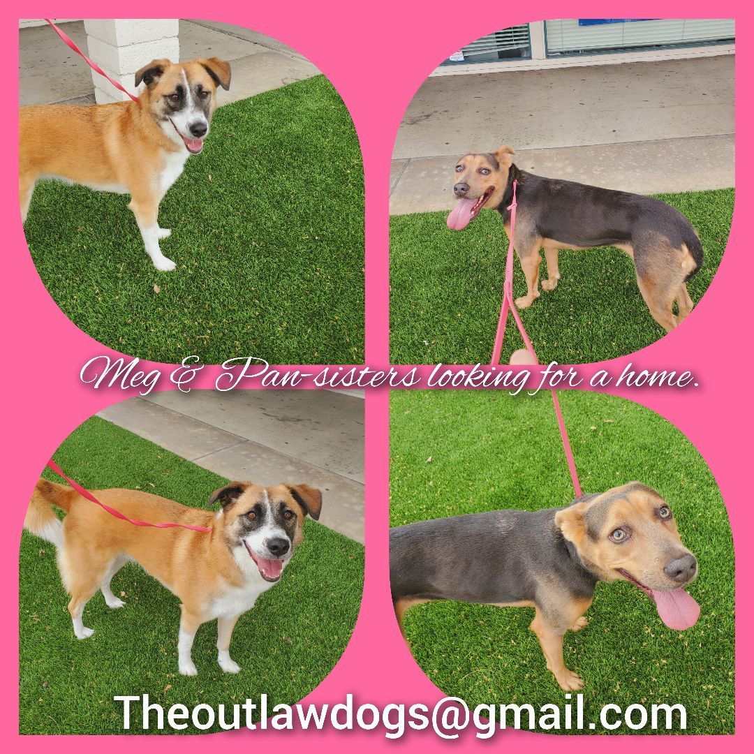 Enlarge Pan, a Adoptable mixed breed in Santa Ana, CA image 2/2