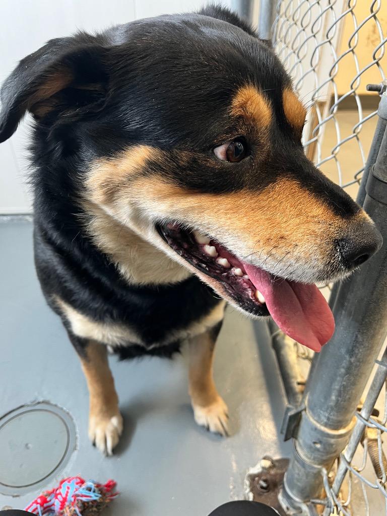 Mama Hazel, Adoptable, Adult Female Rottweiler & Labrador Retriever.