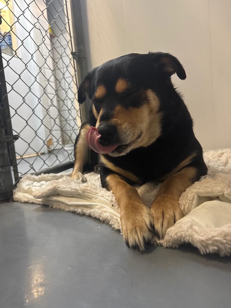 Enlarge Mama Hazel, a Adoptable mixed breed in Winnipeg, MB image 3/3