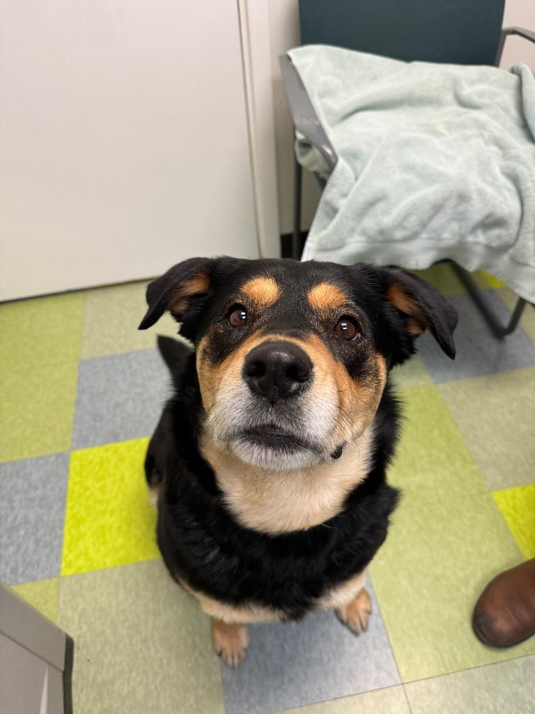Mama Hazel, a Adoptable mixed breed in Winnipeg, MB image 4/4