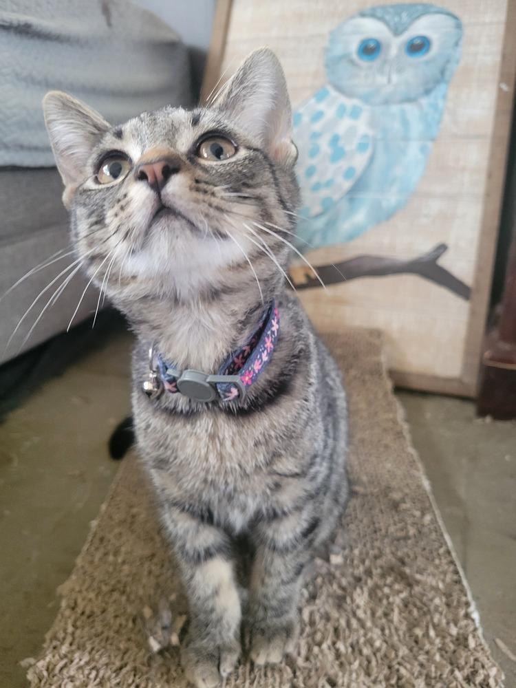 Maddock, Adoptable, Young Male Domestic Short Hair.