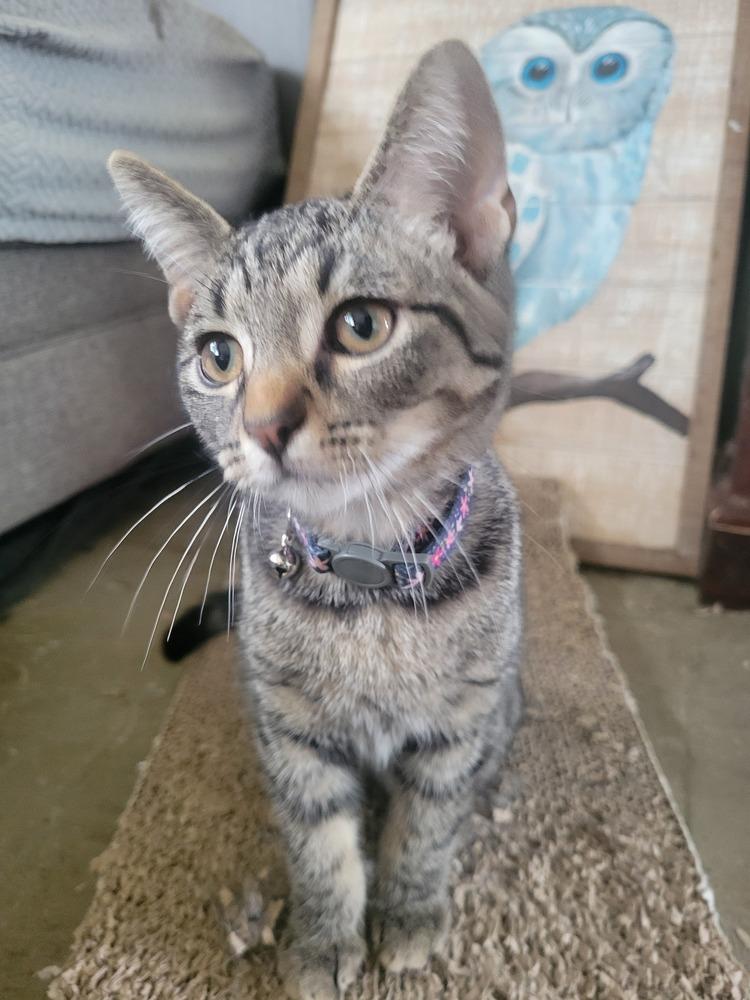 Enlarge Maddock, a Adoptable Domestic Short Hair in Lorain, OH image 2/3