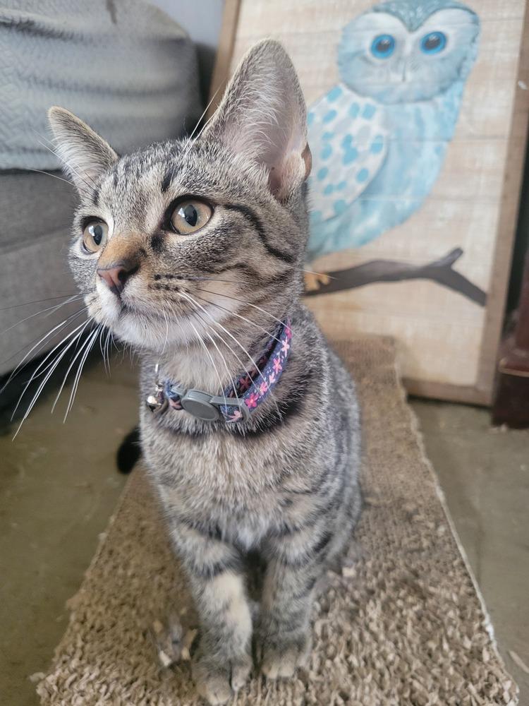 Enlarge Maddock, a Adoptable Domestic Short Hair in Lorain, OH image 3/3