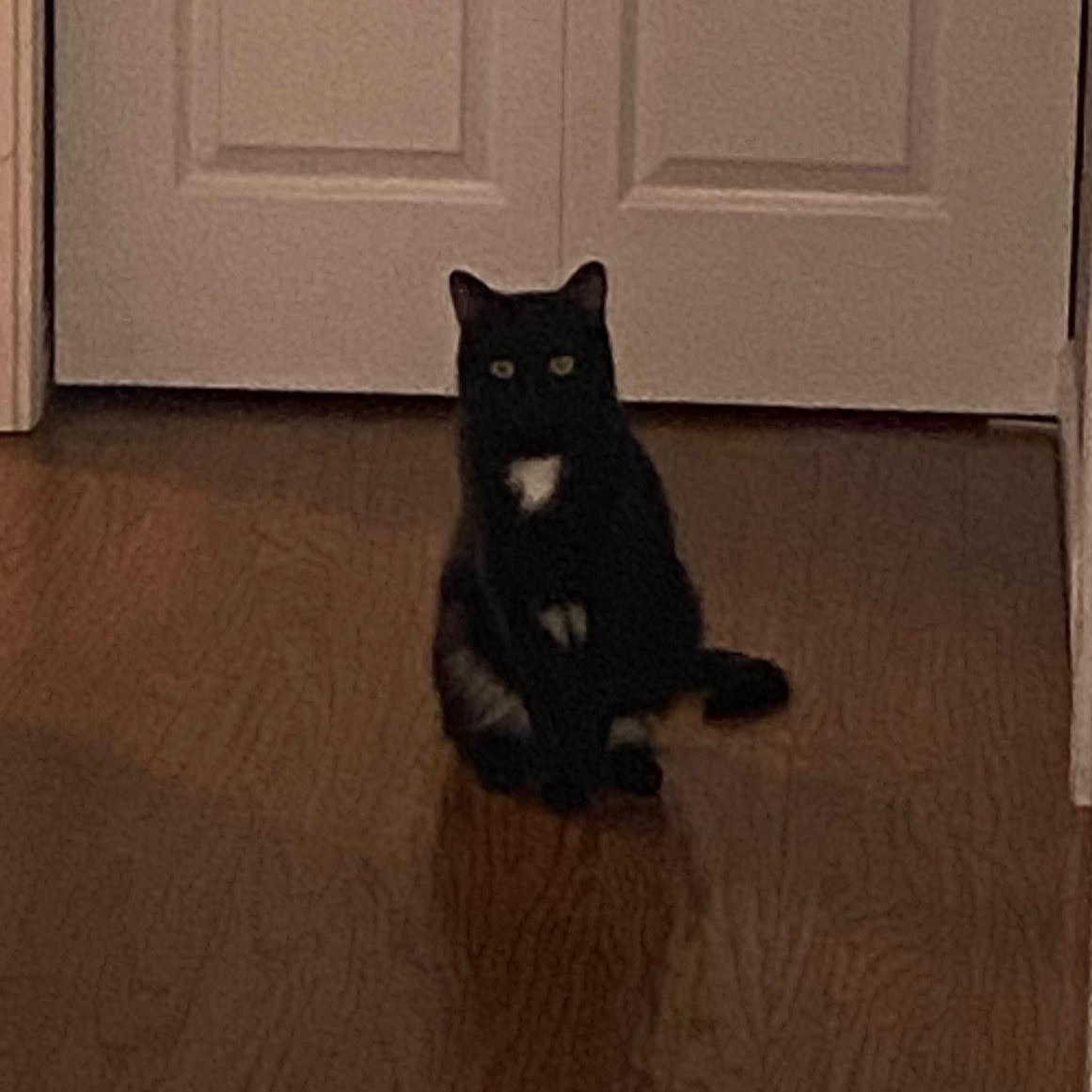 Enlarge Quartzy, an adopted Domestic Short Hair in Courtenay, BC image 1/2