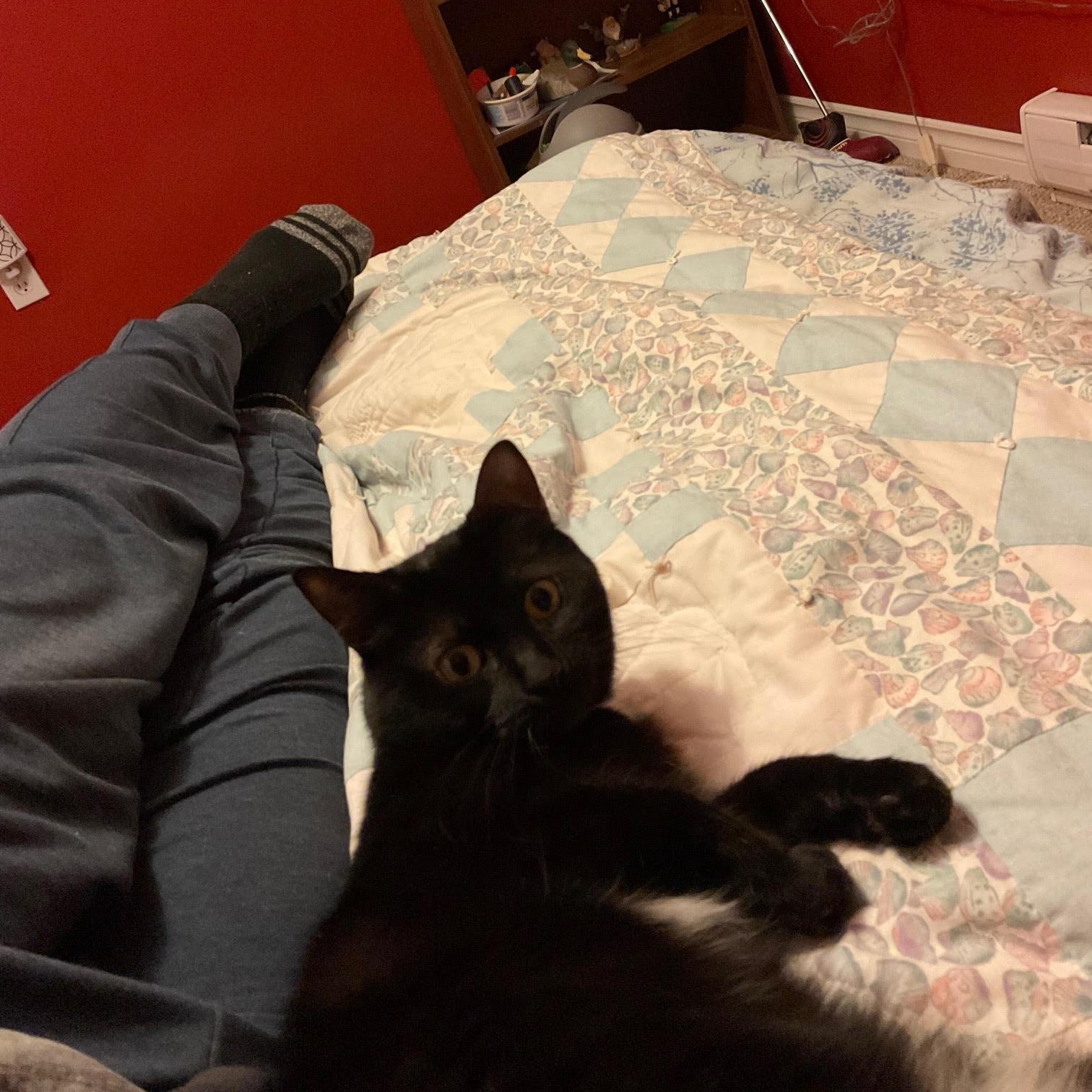 Enlarge Quartzy, an adopted Domestic Short Hair in Courtenay, BC image 2/2