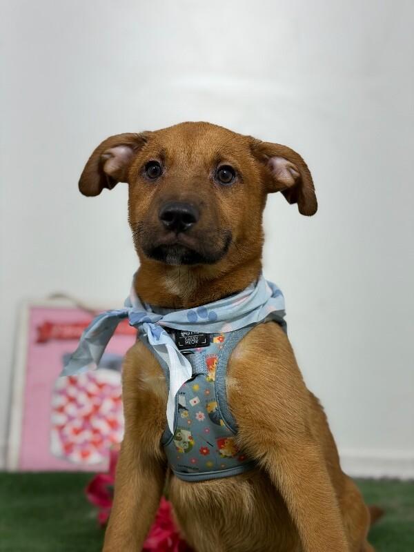 Colby-One of our Amazing Rescue Dogs, adopted, Puppy Male Rhodesian Ridgeback & Chocolate Labrador Retriever.
