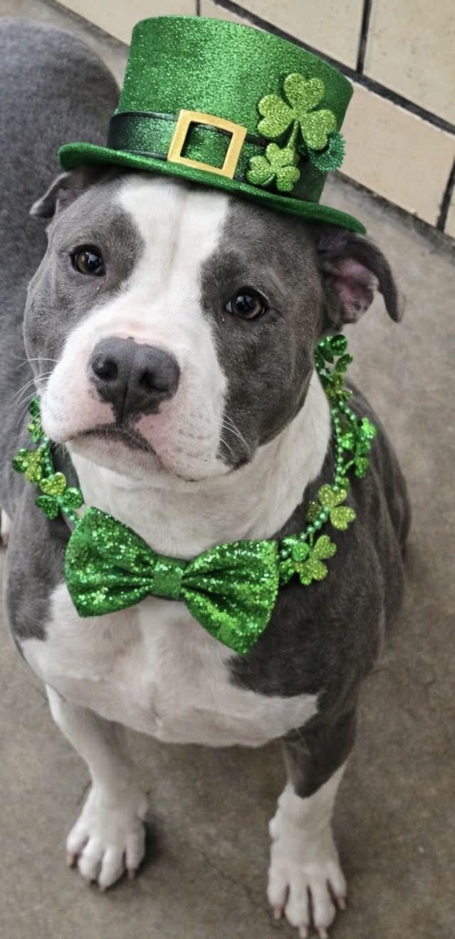 Gertie, a ADOPTABLE Mixed Breed in Granite City, IL image 2/2