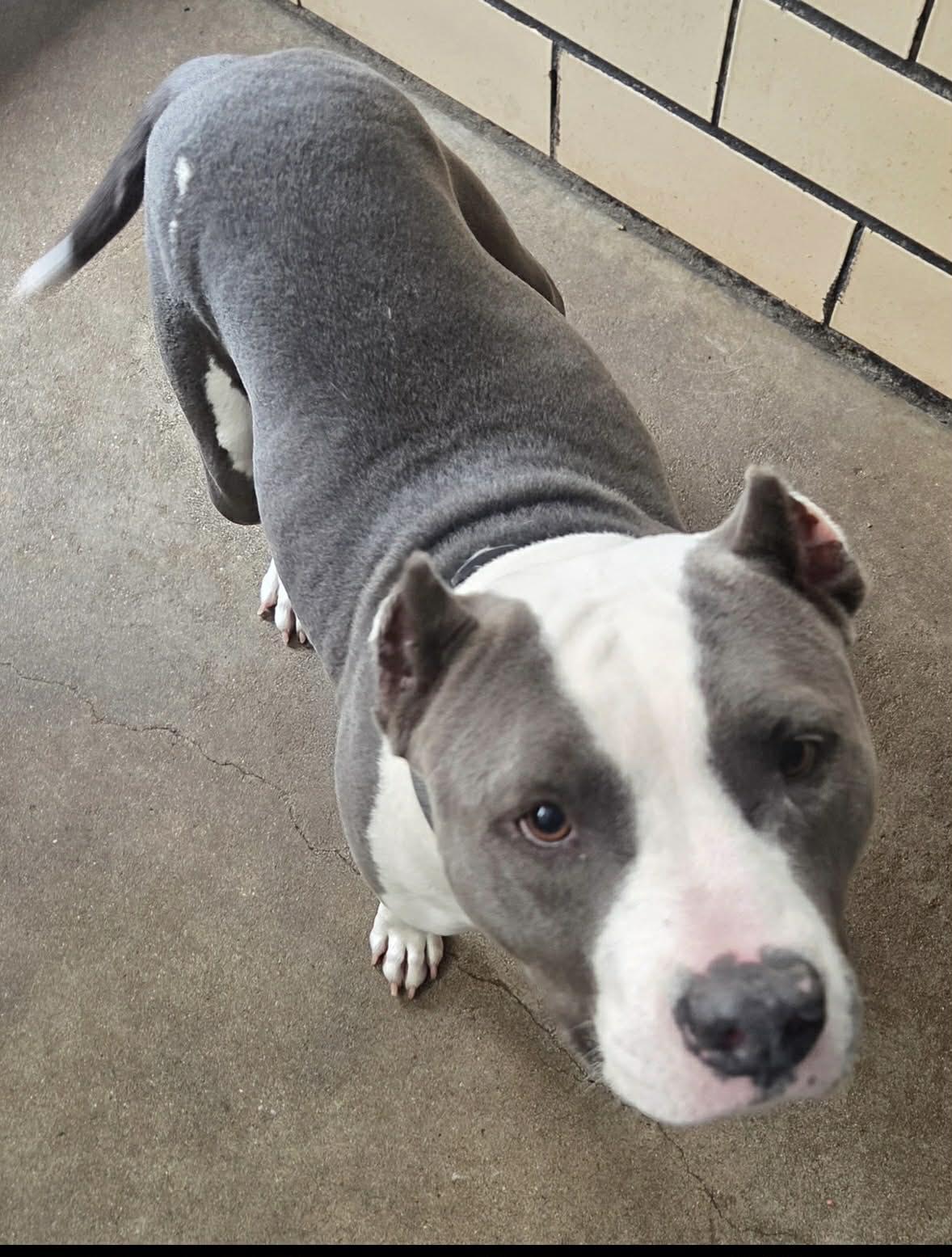 Gertie, ADOPTABLE, Young Female Mixed Breed.