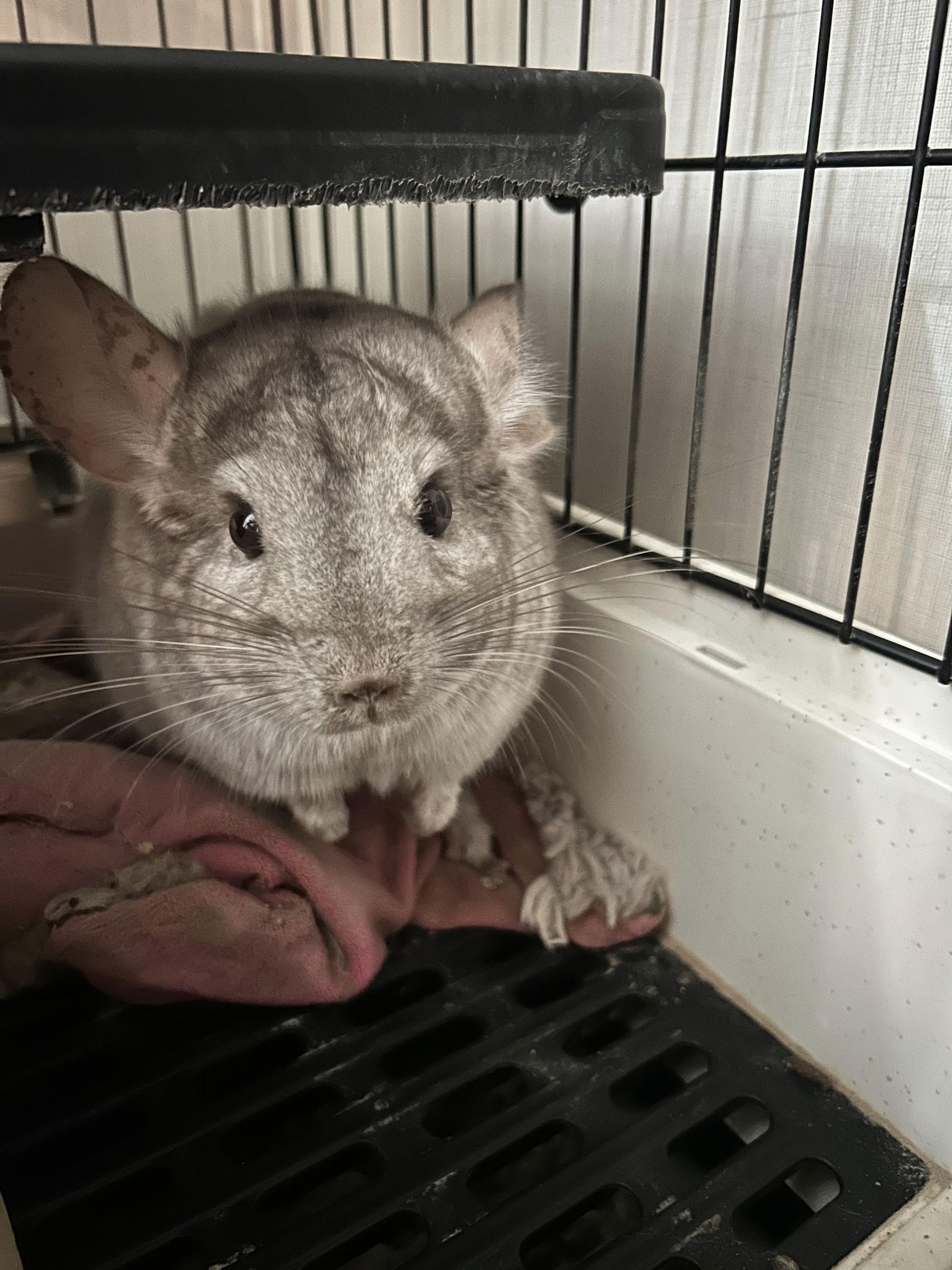 Enlarge Flipsy Nipsy, a Adoptable Chinchilla in Mount Pleasant, SC image 1/2