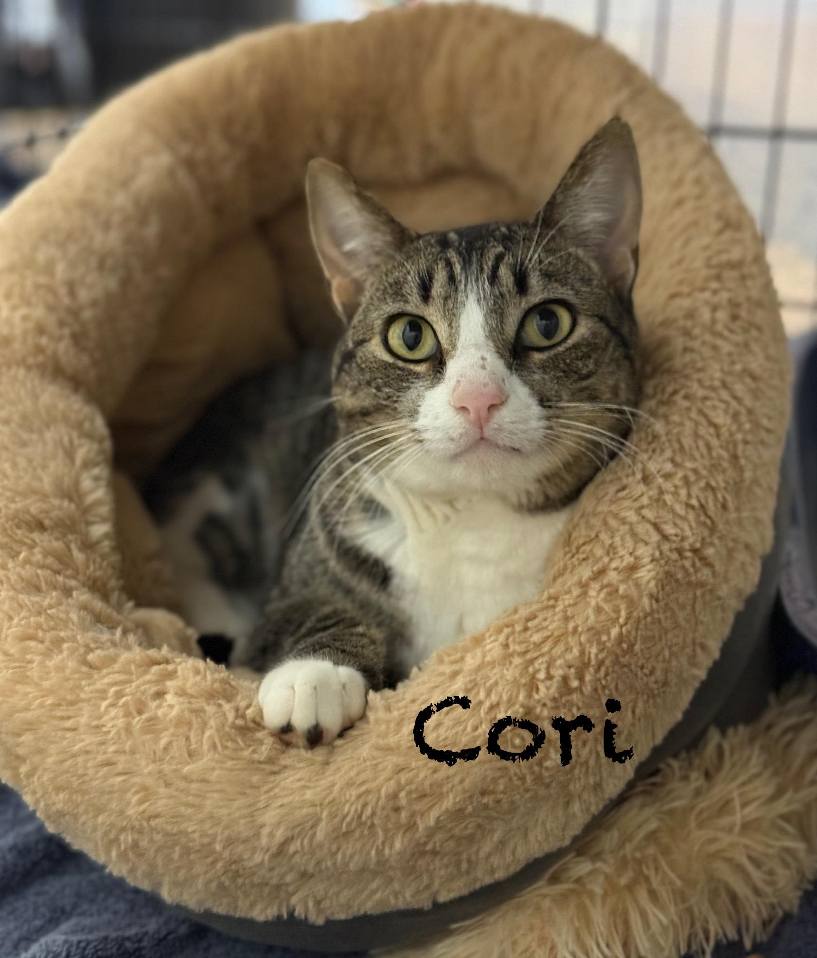 Enlarge Cori, a Adoptable Domestic Short Hair in Pawleys Island, SC image 1/1
