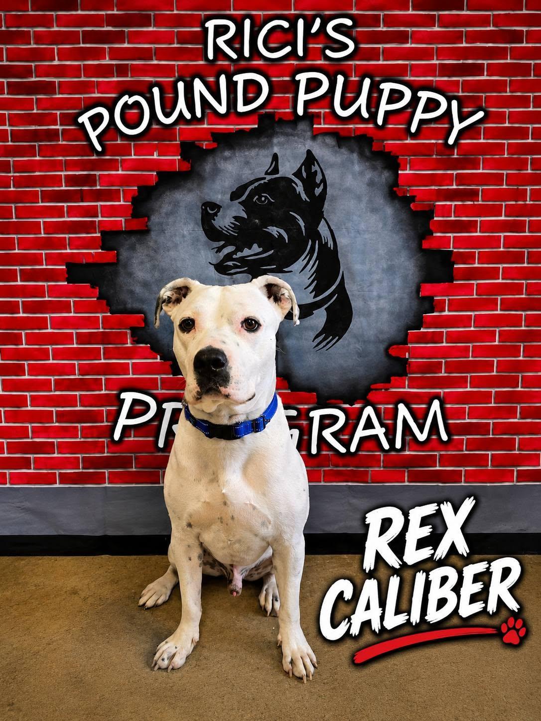 Rex Caliber **PRISON PROGRAM**, an adoptable mixed breed in Mansfield, OH image 1/3