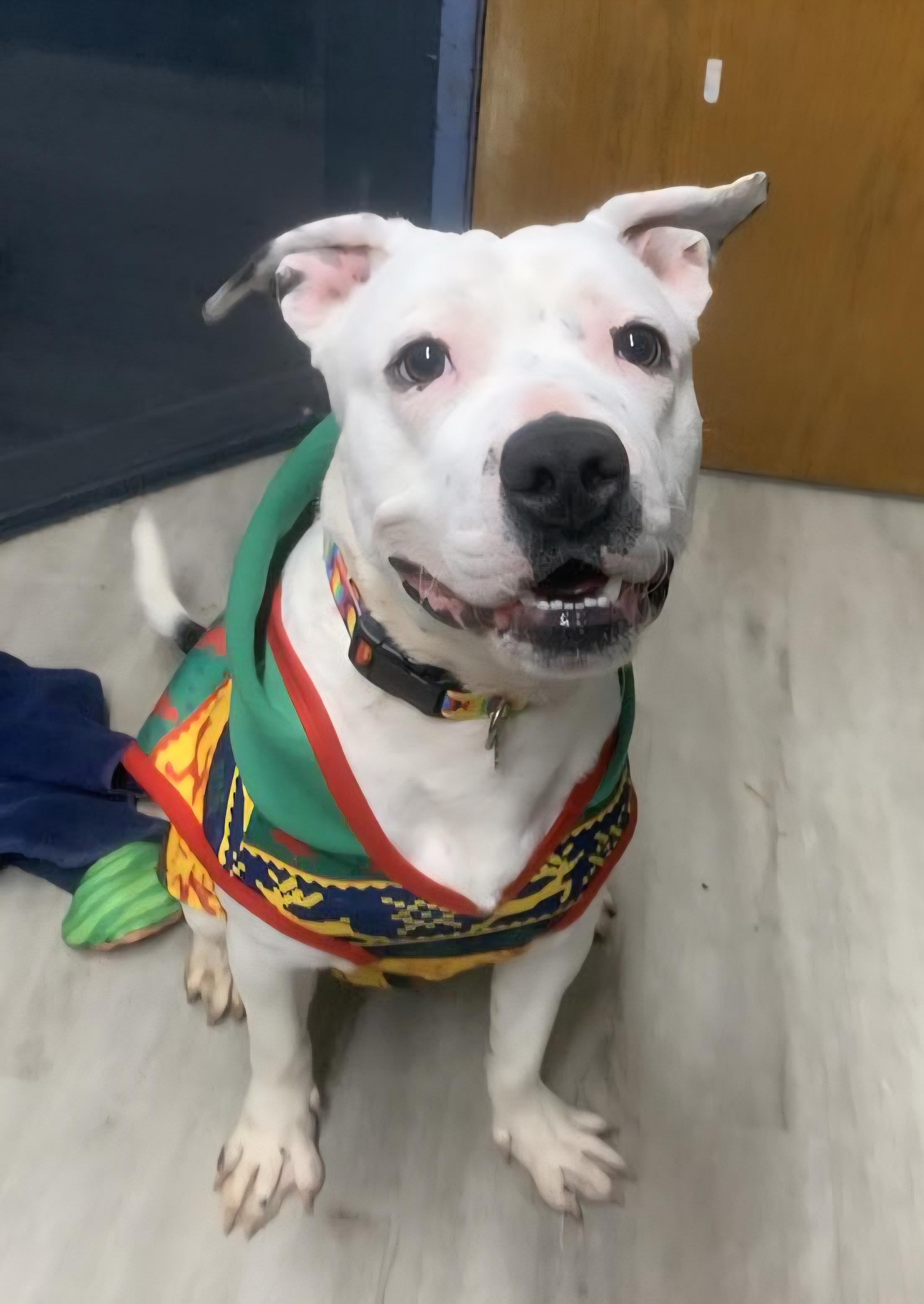 Rex Caliber thumbnail 2