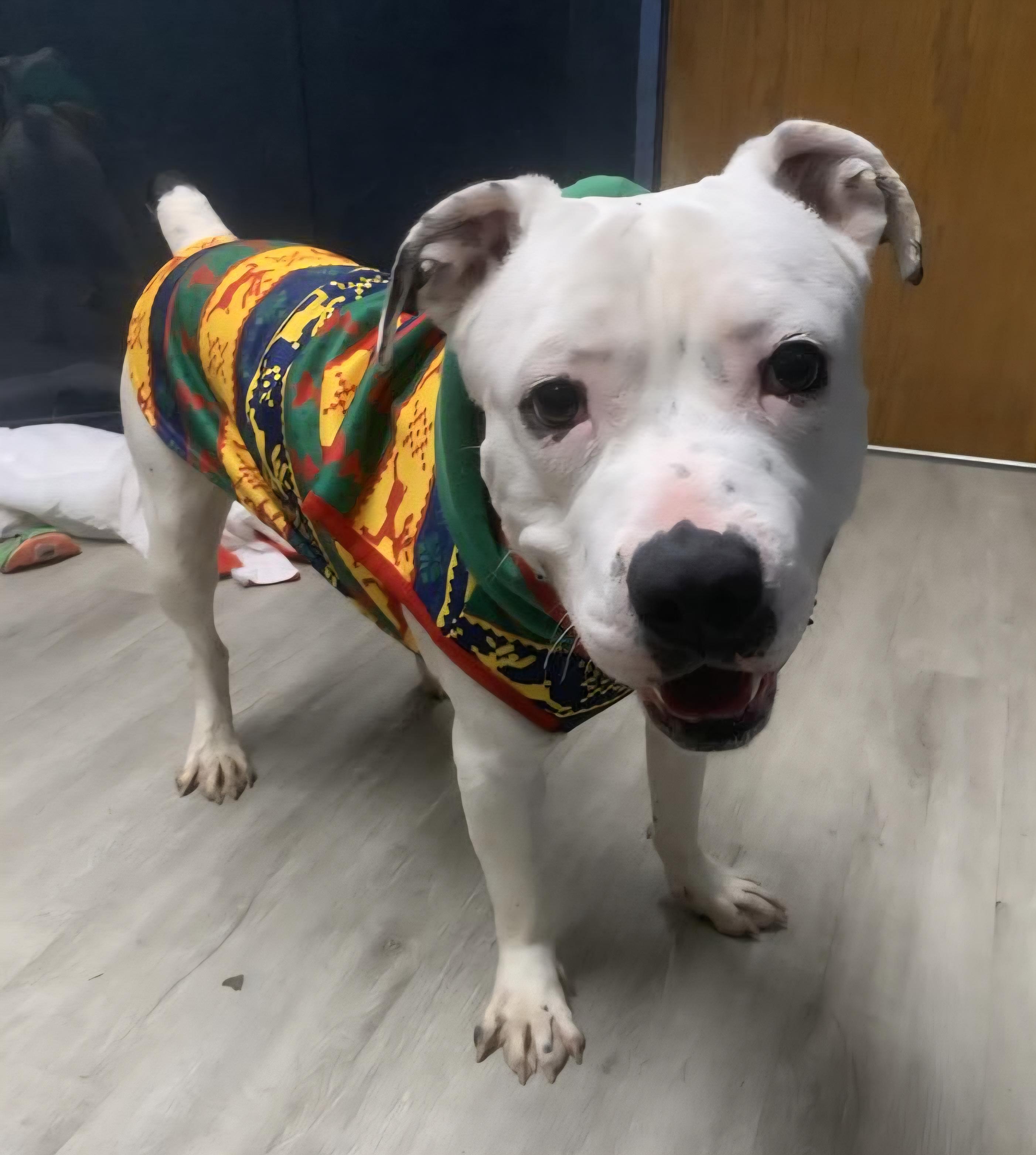 Rex Caliber thumbnail 3