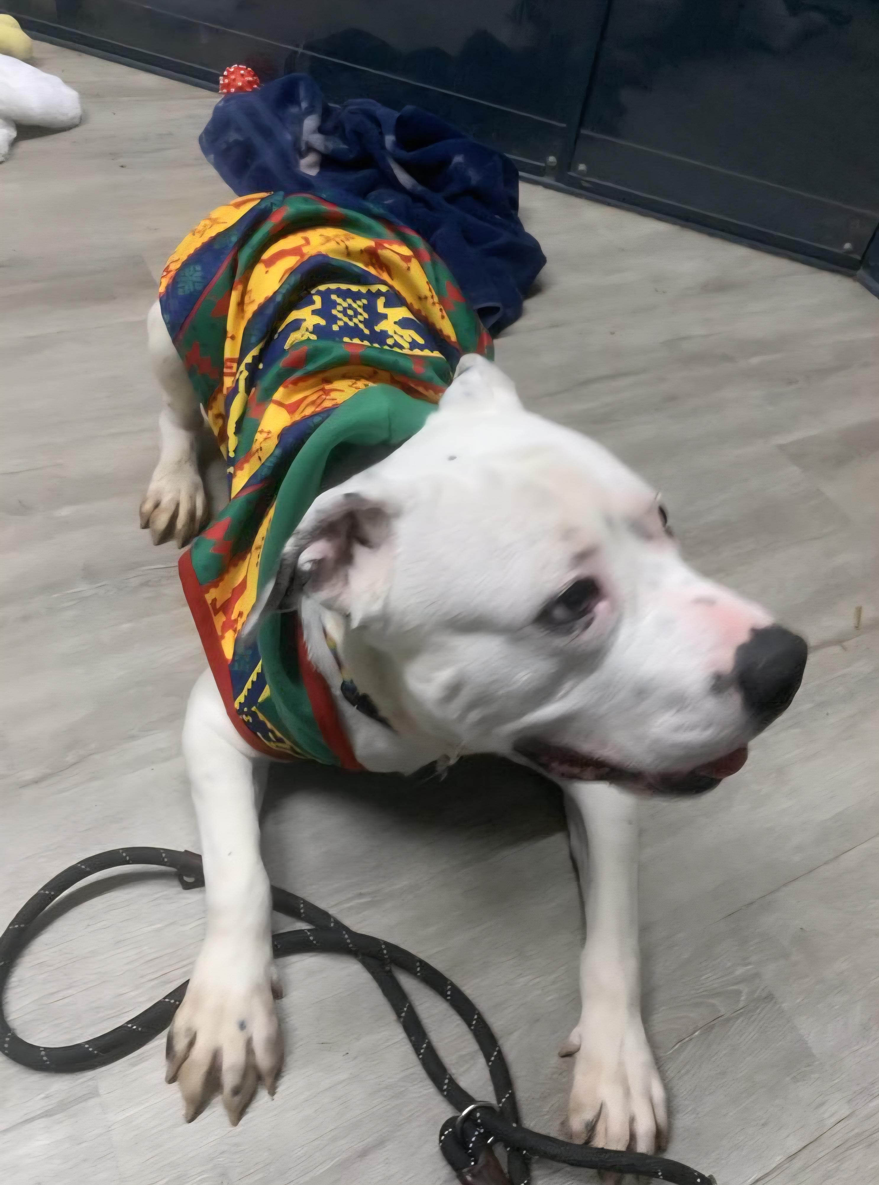 Rex Caliber thumbnail 4