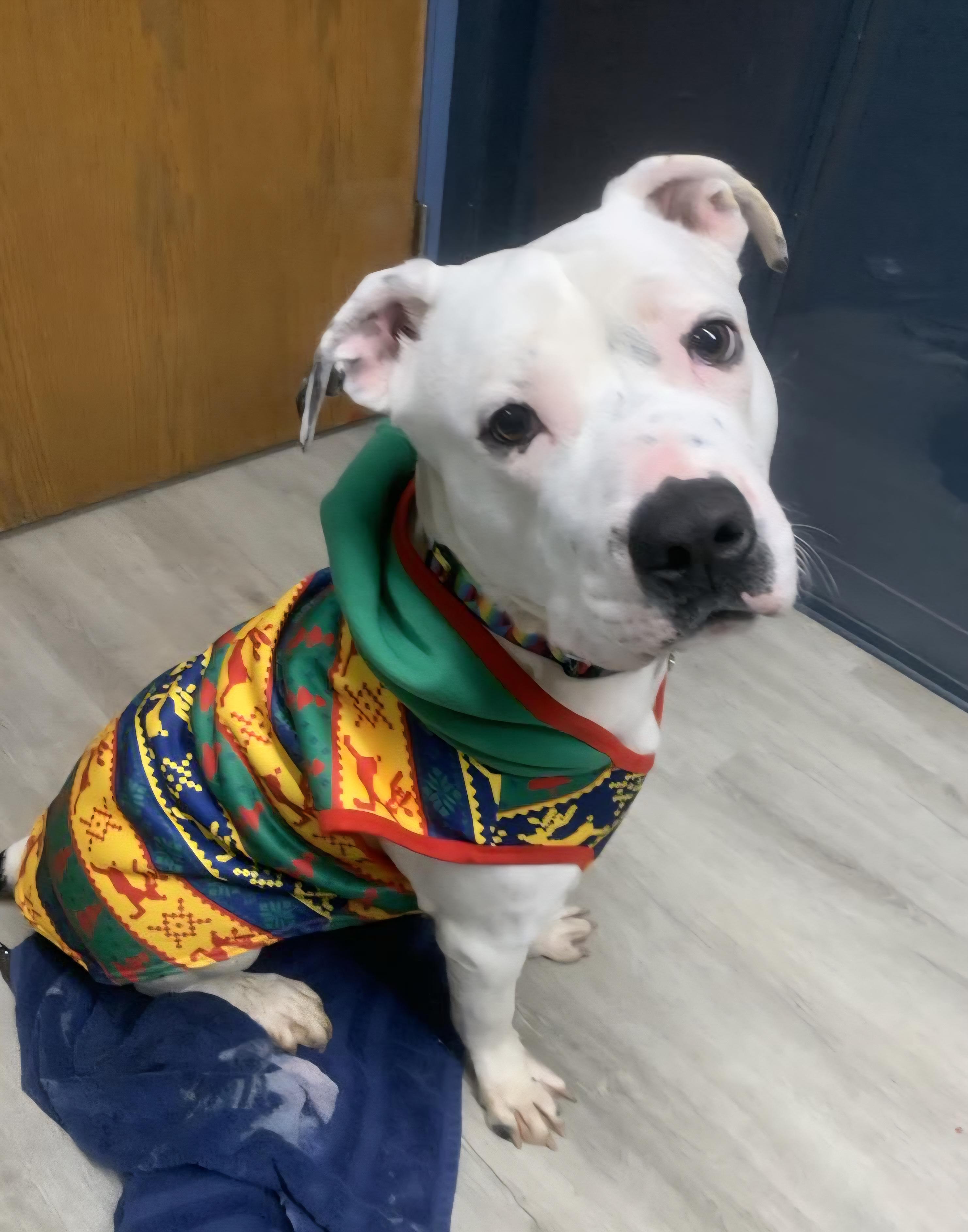 Rex Caliber thumbnail 5