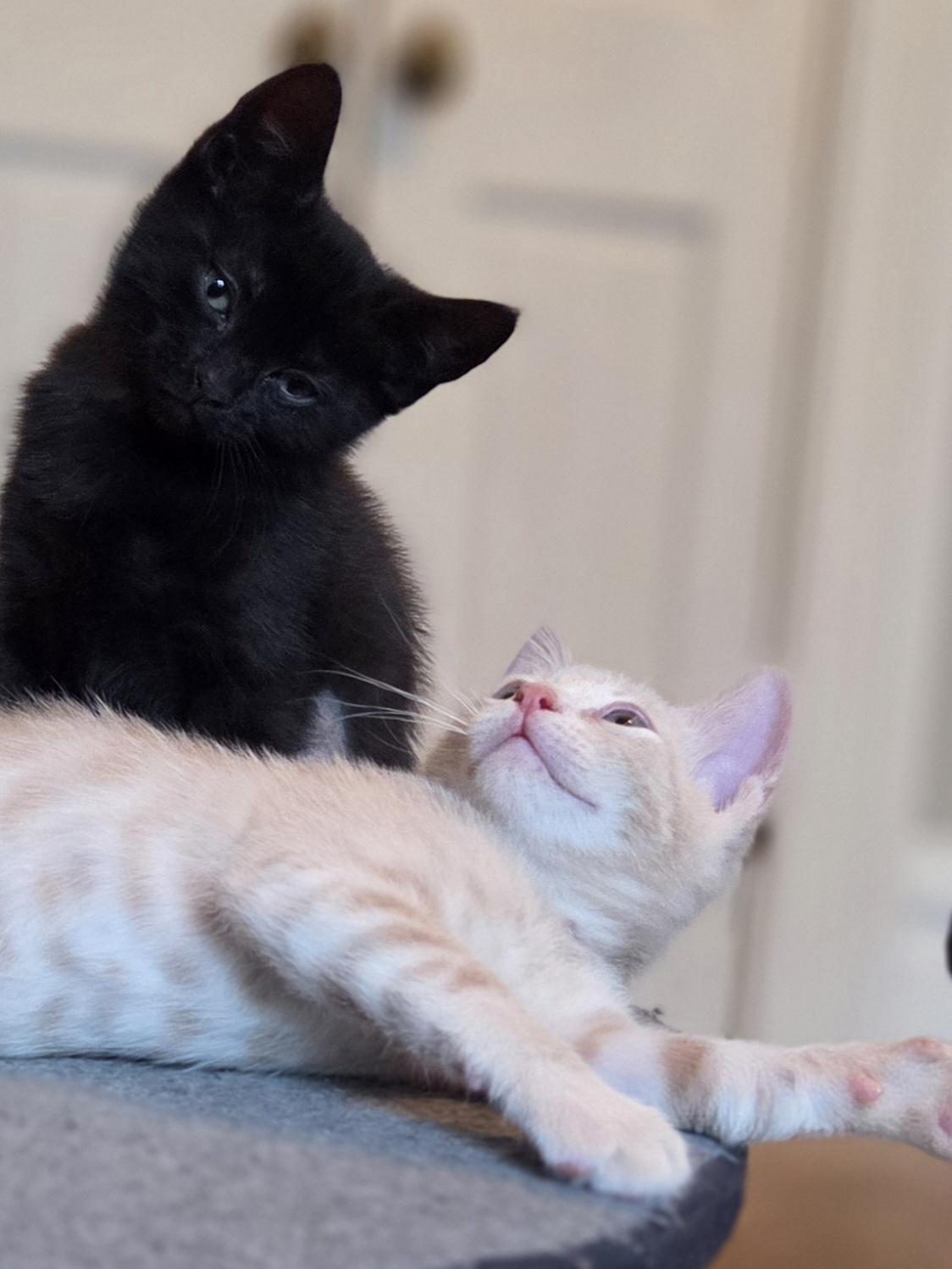 Hackney, Adopted, Young Male Domestic Short Hair.