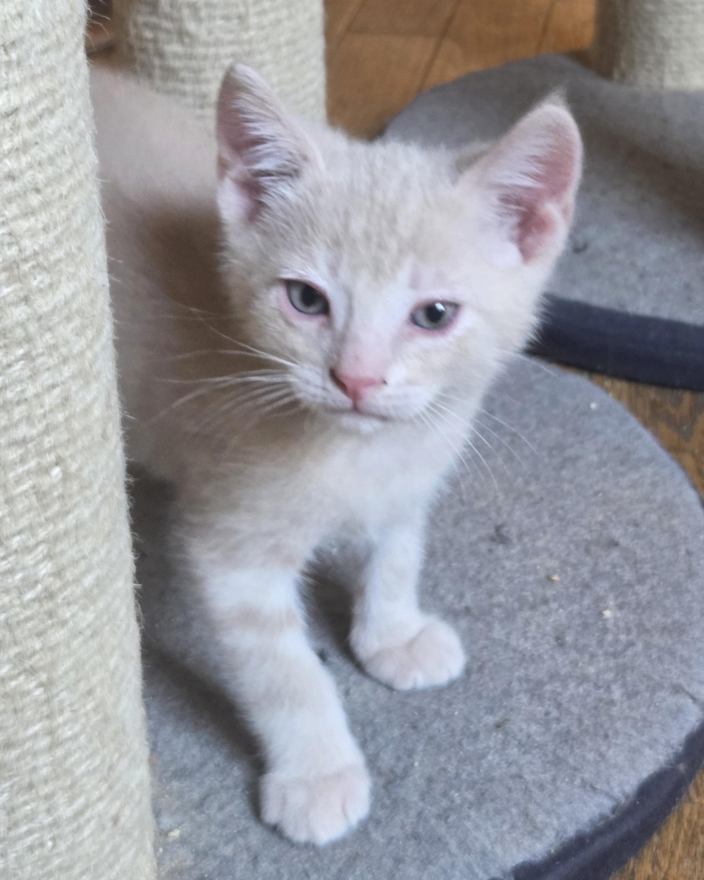 Enlarge Hackney, a Adopted Domestic Short Hair in San Francisco, CA image 2/6