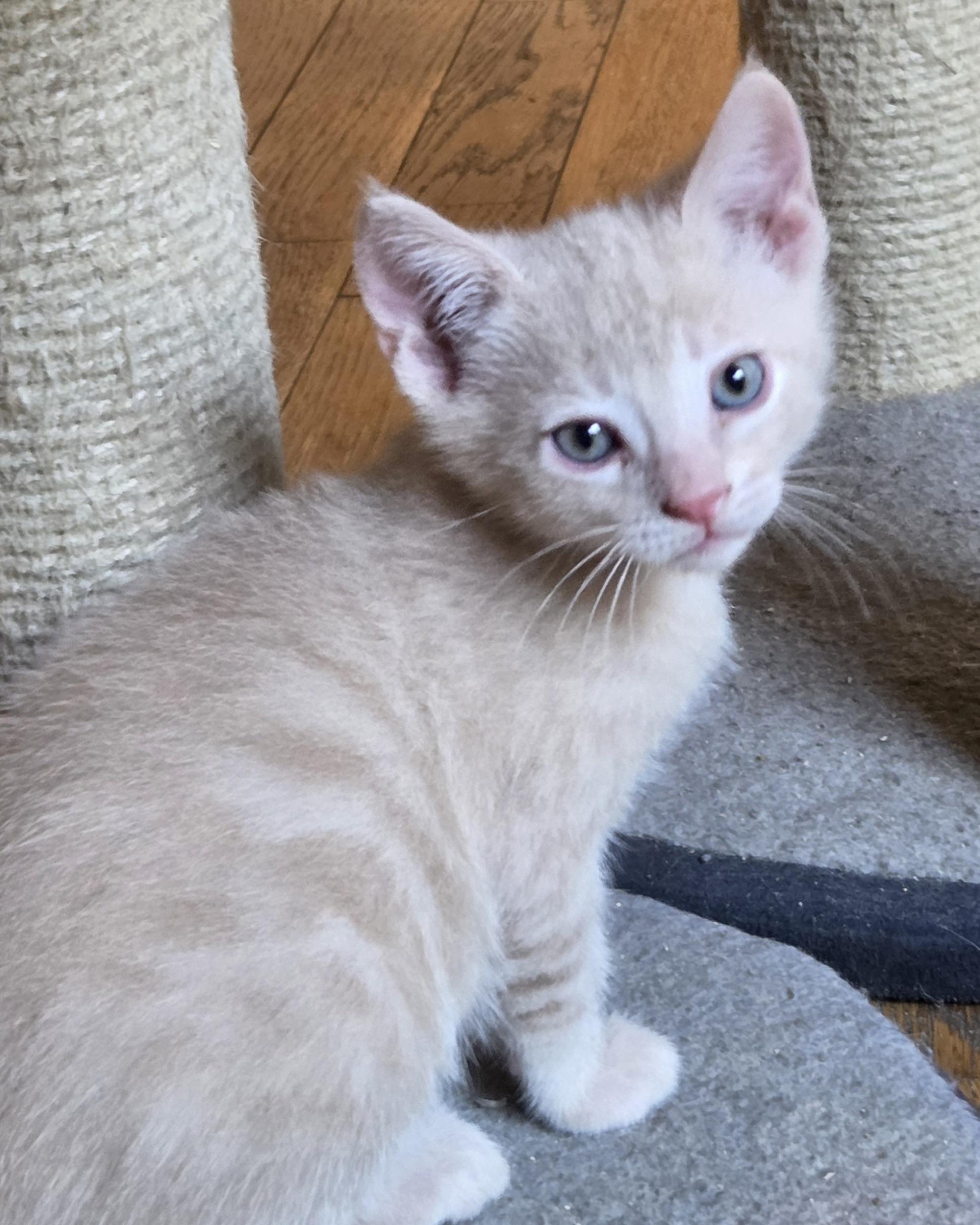 Enlarge Hackney, a Adopted Domestic Short Hair in San Francisco, CA image 3/6