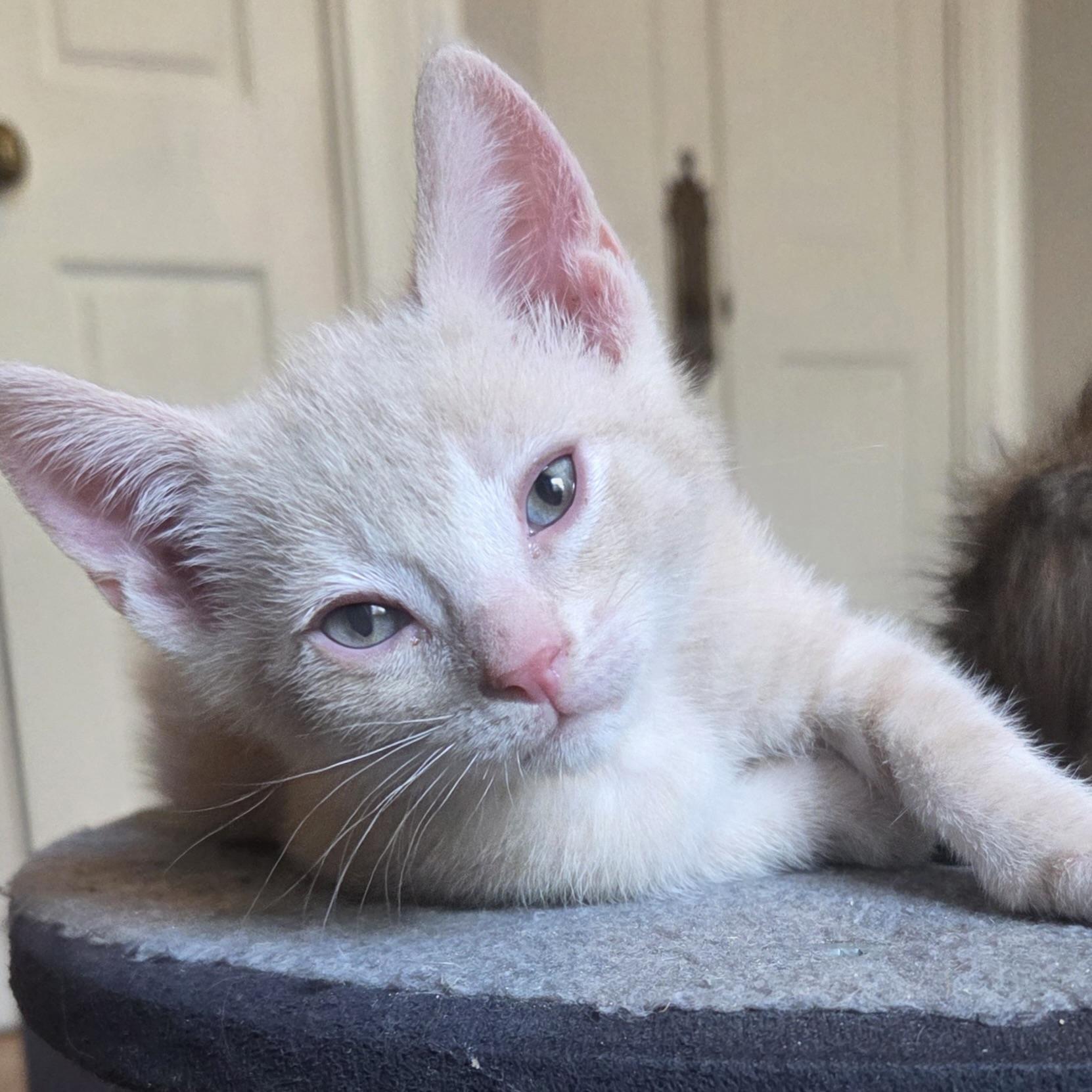 Enlarge Hackney, a Adopted Domestic Short Hair in San Francisco, CA image 4/6