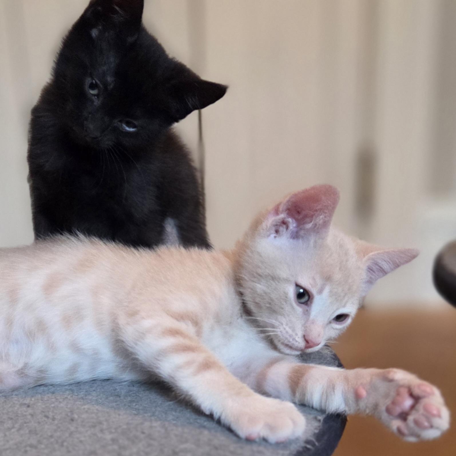 Enlarge Hackney, a Adopted Domestic Short Hair in San Francisco, CA image 5/6