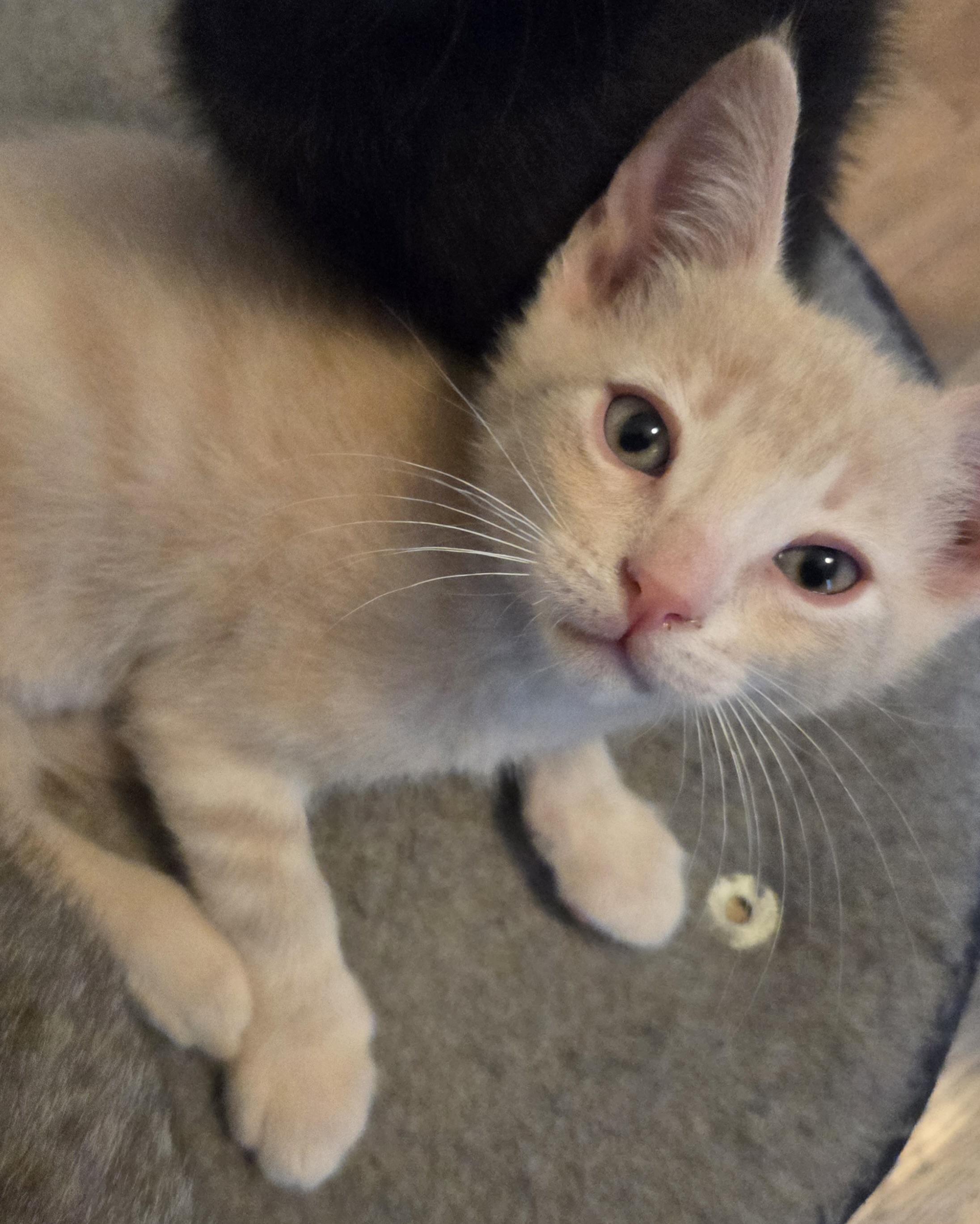 Enlarge Hackney, a Adopted Domestic Short Hair in San Francisco, CA image 6/6